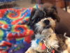 Chilly -Foster Needed