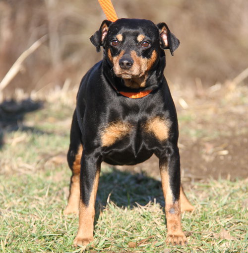 Brutus