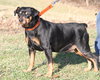 Brutus