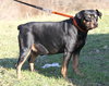 Brutus