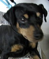 Brutus