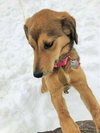 Coco -Pup