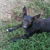 Gretta