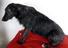 Gretta