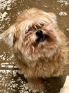 Lucy