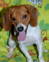 Kody