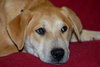 Benji