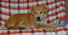 Benji