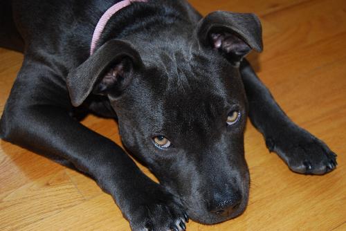 Lucy Lou URGENT FOSTER NEEDED