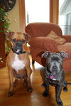 Lucy Lou URGENT FOSTER NEEDED