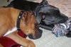 Lucy Lou URGENT FOSTER NEEDED