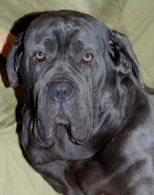 Amos