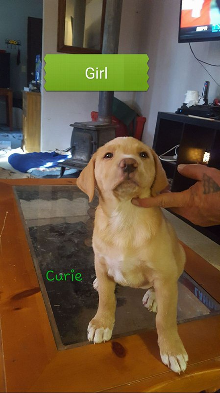 Curie