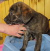 Lola Foster Needed