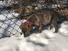 Lola Foster Needed