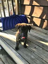 Lola Foster Needed