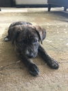 Lola Foster Needed
