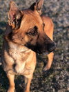 Duke