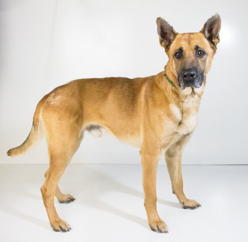 Duke