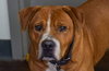 Clifford
