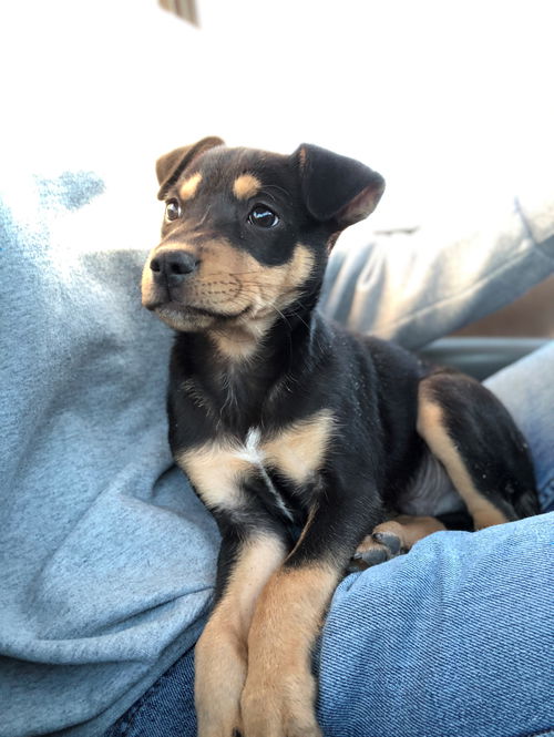 Oliver