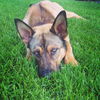Flynn