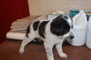 Jude -Puppy