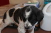 Jude -Puppy