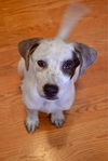 Strawberry Fields -Puppy