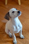 Strawberry Fields -Puppy