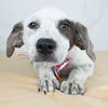 Strawberry Fields -Puppy