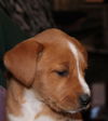 Penny Lane -Puppy