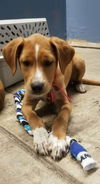 Penny Lane -Puppy