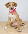 Penny Lane -Puppy