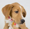 Penny Lane -Puppy