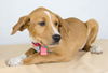 Penny Lane -Puppy