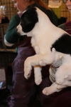 Billy Shears-Puppy