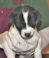 Billy Shears-Puppy