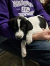 Billy Shears-Puppy