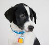 Billy Shears-Puppy