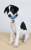 Billy Shears-Puppy