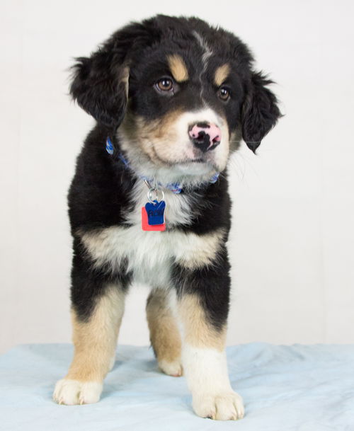 Fresno -Puppy