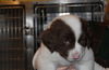 Fred -Puppy