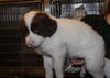 Fred -Puppy