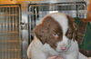 Fred -Puppy