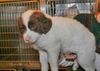 Fred -Puppy