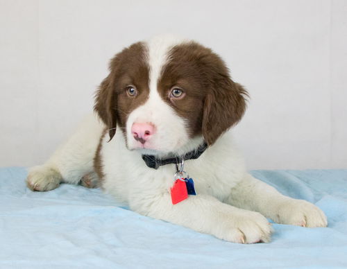 Fred -Puppy