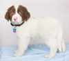 Fred -Puppy