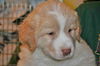 Fritz -Puppy