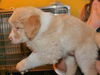 Fritz -Puppy